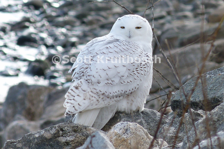 Bubo scandiacus