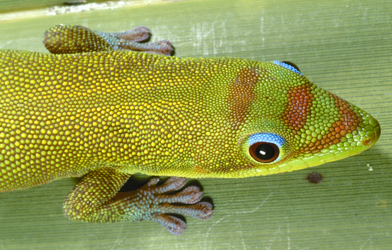 CalPhotos Phelsuma laticauda Gold Dust Day Gecko