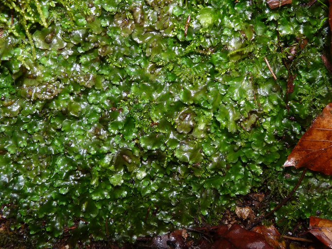 Pellia epiphylla Pellia epiphylla