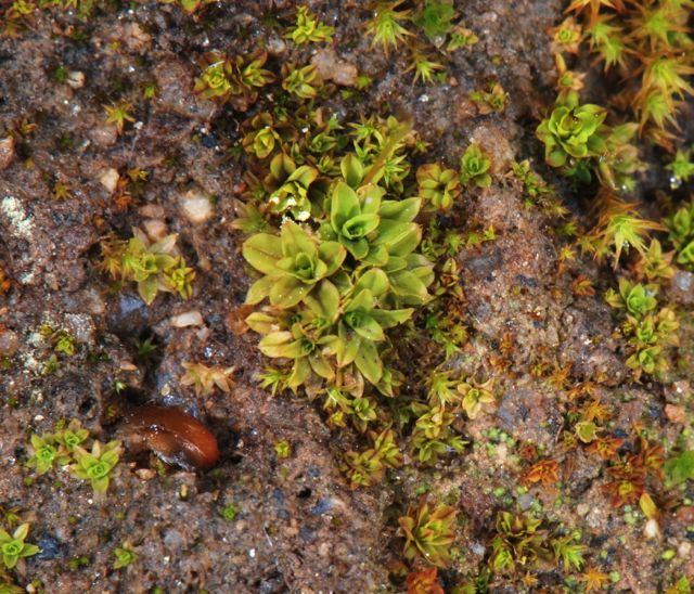 Tortula obtusifolia Tortula obtusifolia