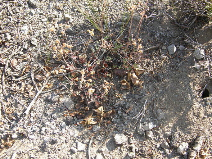 Eriogonum marifolium var. cupulatum