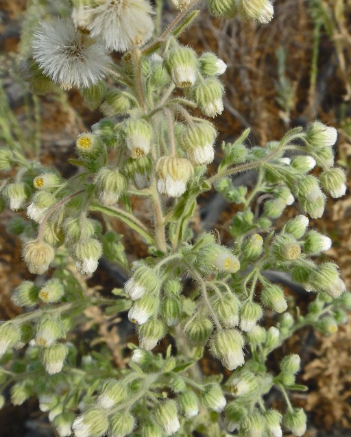Laennecia coulteri Laennecia coulteri
