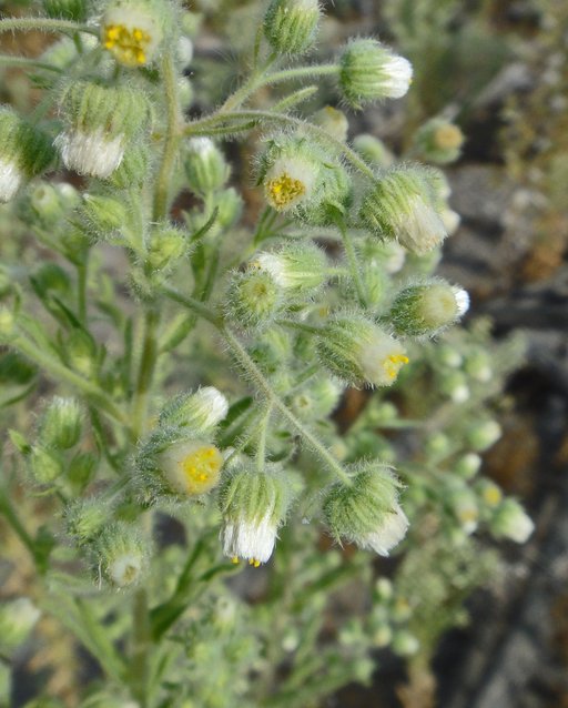 Laennecia coulteri Laennecia coulteri
