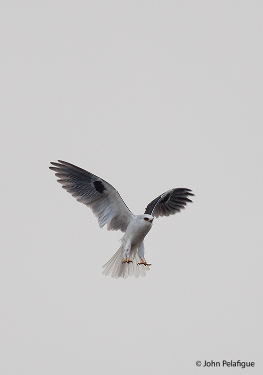 Elanus leucurus Elanus leucurus