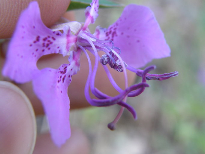 Clarkia borealis ssp. borealis Clarkia borealis ssp. borealis