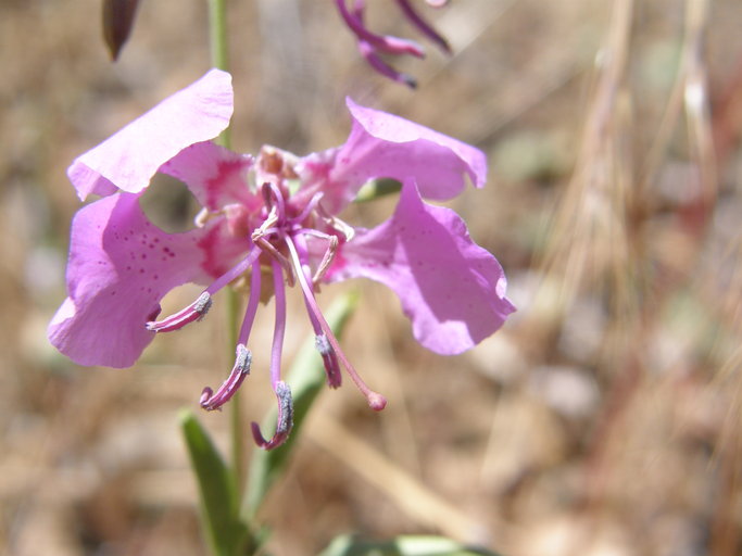 Clarkia borealis ssp. borealis Clarkia borealis ssp. borealis