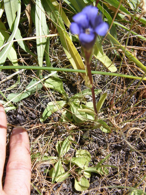 Gentiana newberryi var. newberryi Gentiana newberryi var. newberryi