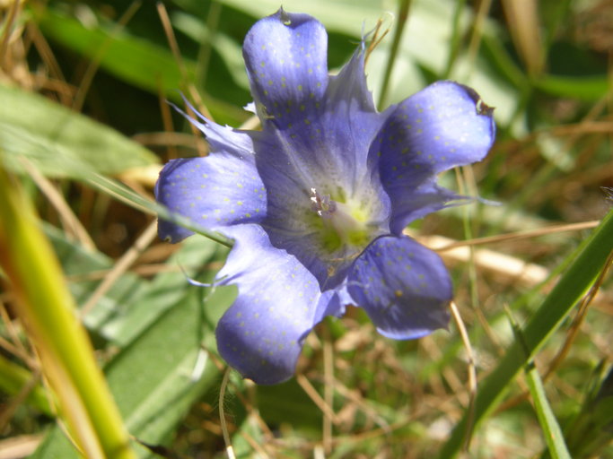 Gentiana newberryi var. newberryi Gentiana newberryi var. newberryi