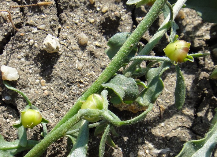 Convolvulus simulans Convolvulus simulans