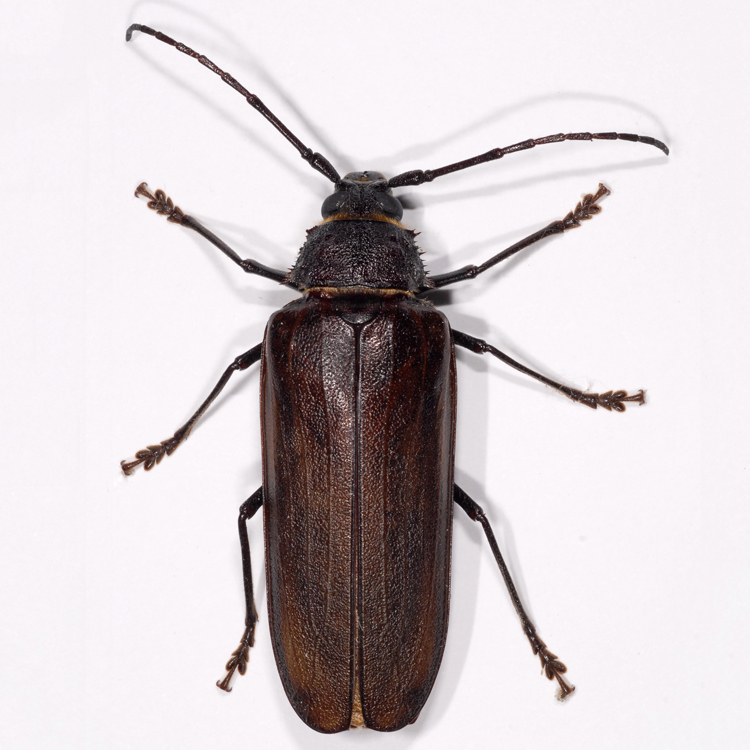 Trichocnemis spiculatus Trichocnemis spiculatus