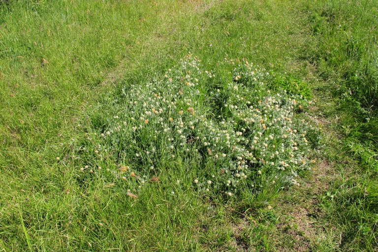 Trifolium eriocephalum