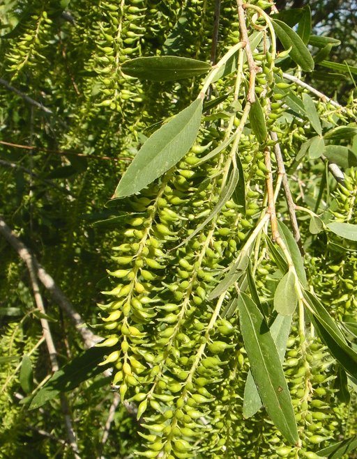 Salix gooddingii