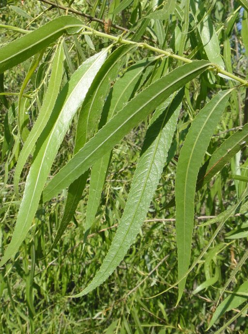 Salix gooddingii