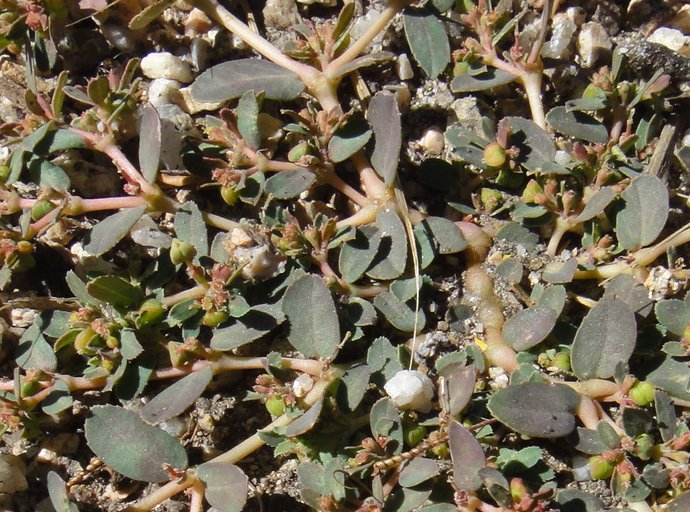 Euphorbia serpillifolia ssp. serpillifolia Euphorbia serpillifolia ssp. serpillifolia