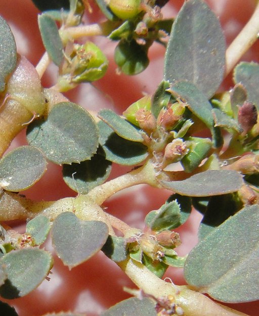 Euphorbia serpillifolia ssp. serpillifolia