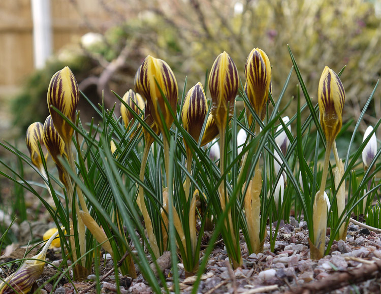 Crocus chrysanthus ssp. gypsy girl