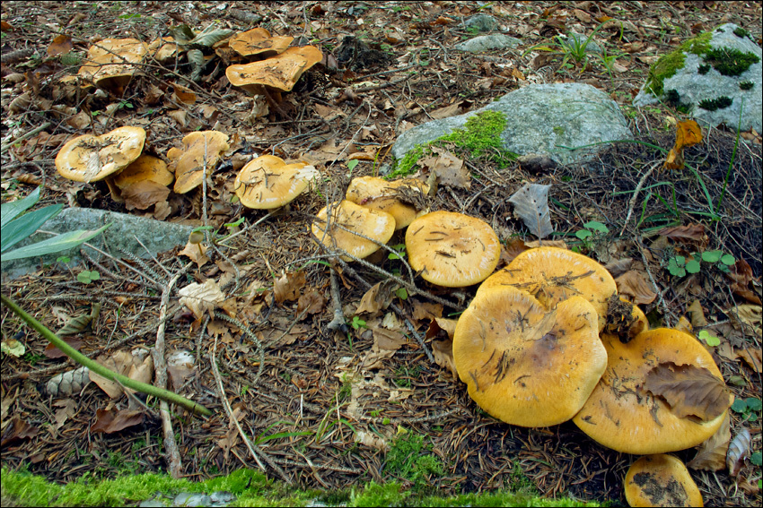 Cortinarius glaucopus var. acyaneus