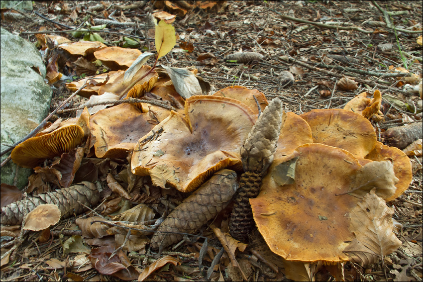 Cortinarius glaucopus var. acyaneus
