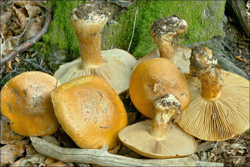 Cortinarius glaucopus var. acyaneus