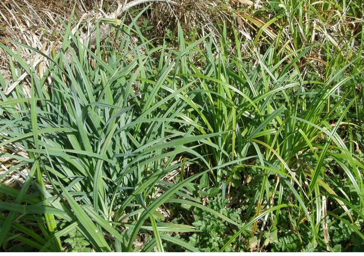 Carex amplifolia