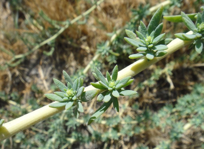 Bassia hyssopifolia