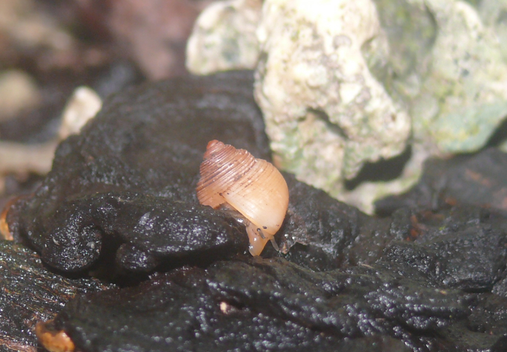 Cyclomorpha flava
