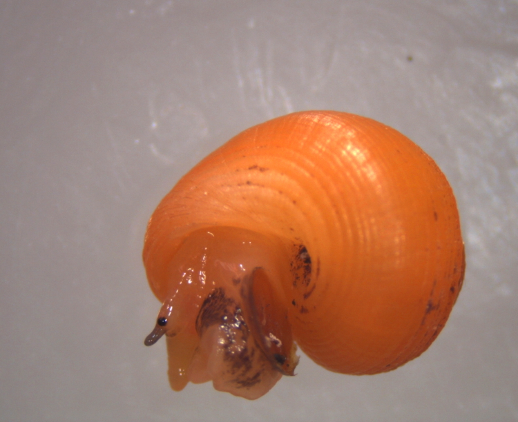 Cyclomorpha flava