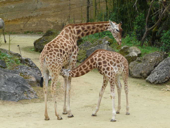 Giraffa camelopardalis antiquorum
