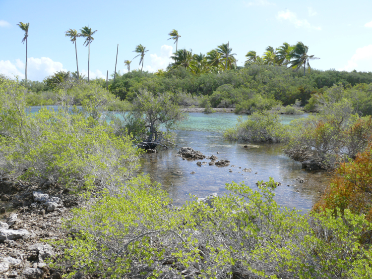 Raraka (Tuamotu, French Polynesia), vegetation in a hoa
