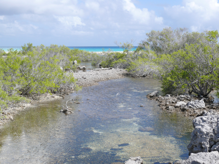 Raraka (Tuamotu, French Polynesia), vegetation in a hoa