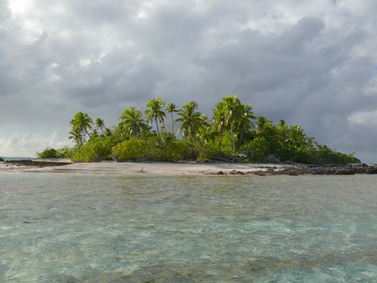 Raraka (Tuamotu, French Polynesia), vegetation on a motu