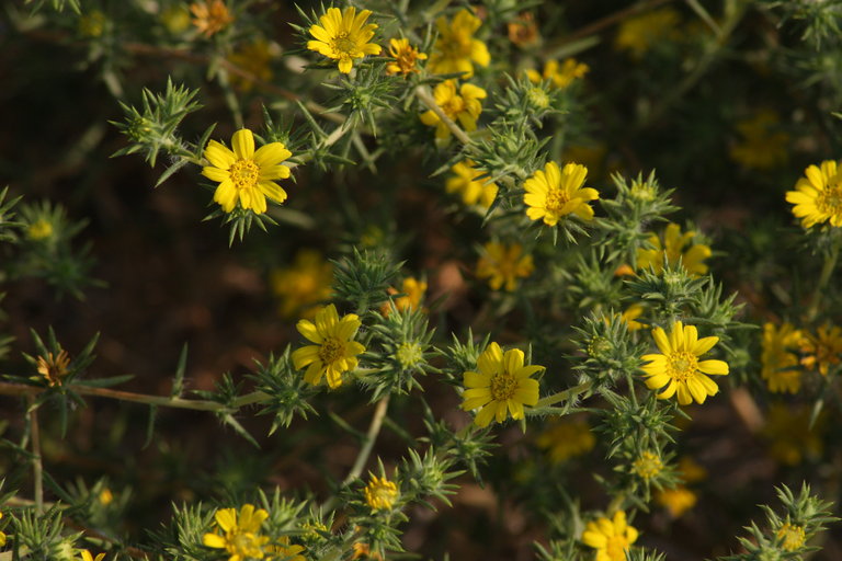 Centromadia parryi ssp. parryi Centromadia parryi ssp. parryi