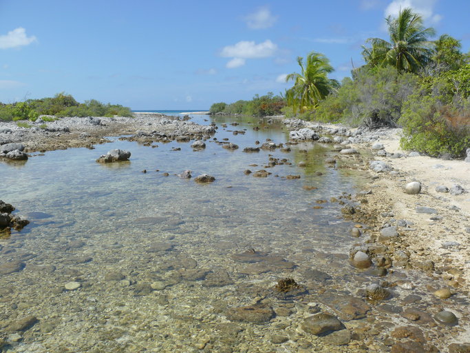 Kauehi (Tuamotu, French Polynesia), hoa