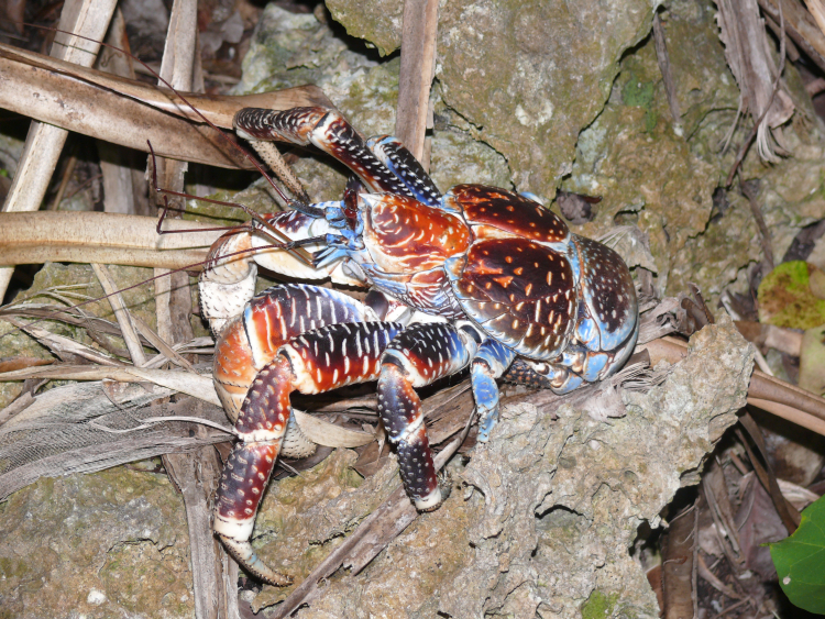 CalPhotos: Birgus latro; Coconut Crab