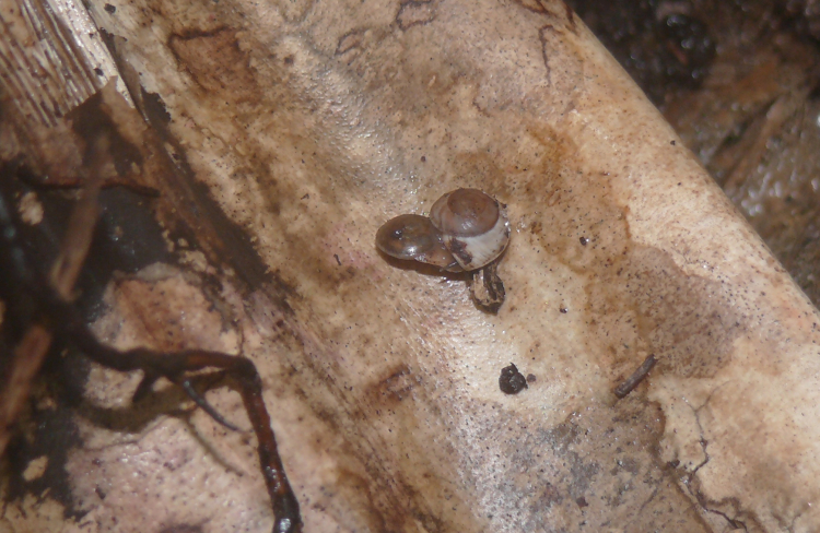Orobophana pacifica