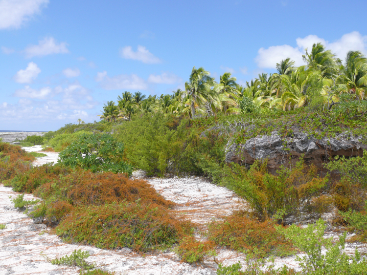 Niau (Tuamotu, French Polynesia), low vegetation (Cassytha filiformis) on the beach