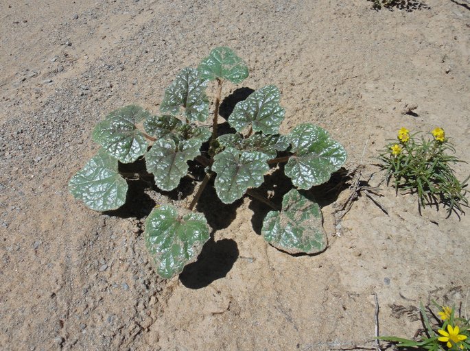 Proboscidea althaeifolia