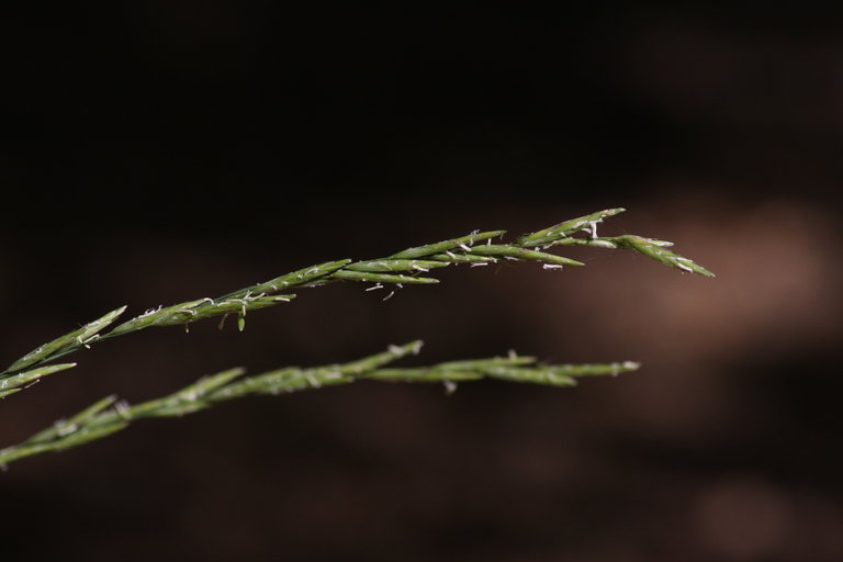 Melica harfordii Melica harfordii