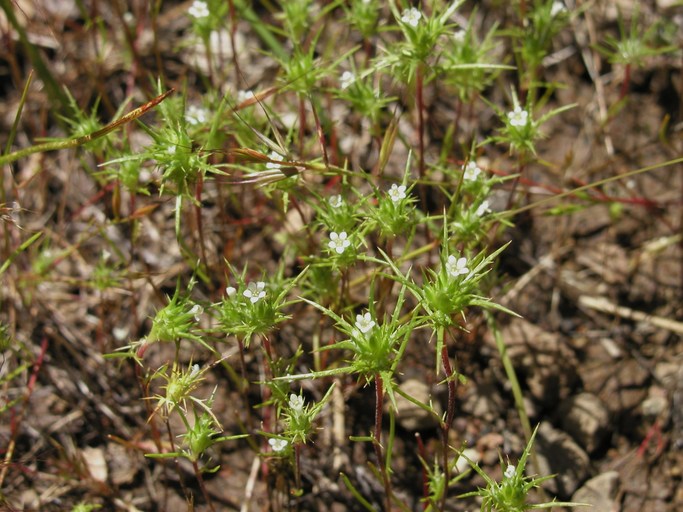 Navarretia subuligera