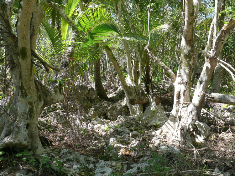 Niau, feo vegetation