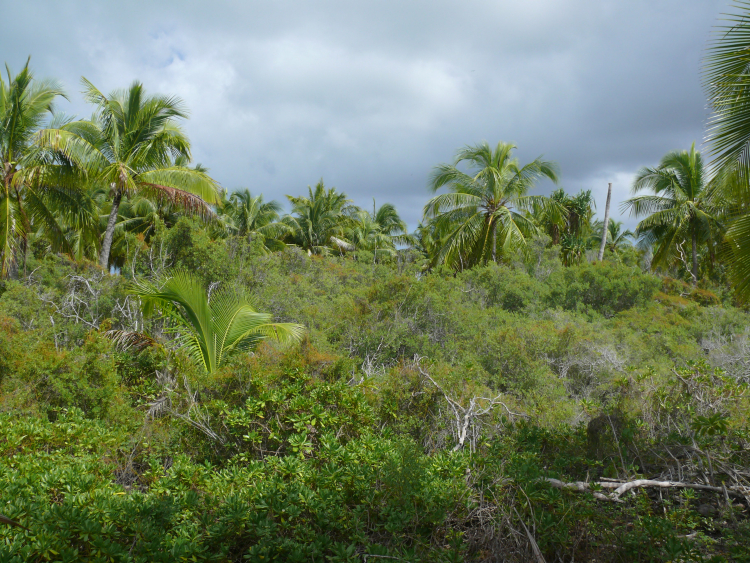 Niau, feo vegetation