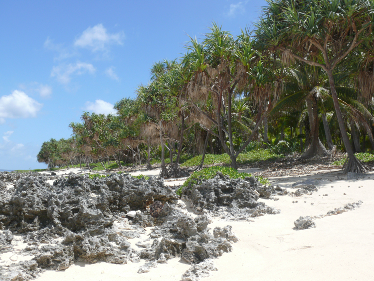 Niau atoll, shoreline vegetation (Pandanus tectorius)