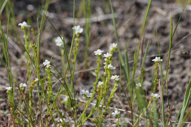 Plagiobothrys tener var. subglaber Plagiobothrys tener var. subglaber