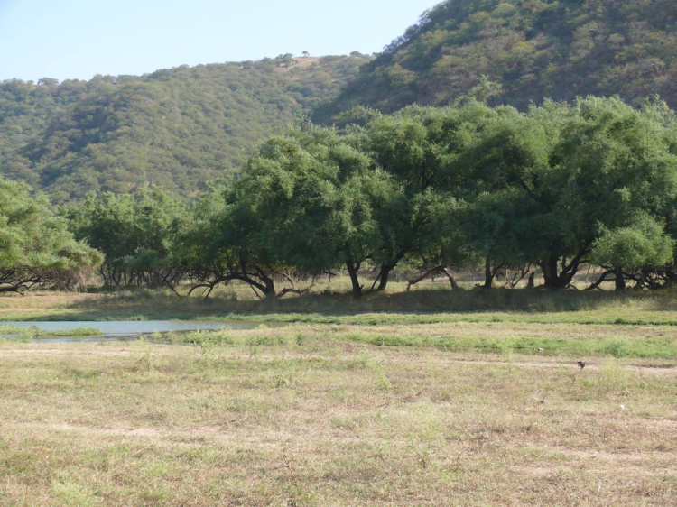 Wadi Dirbat (Salalah, Oman)