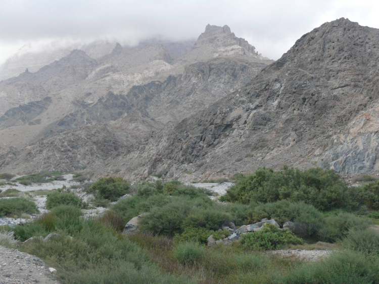Wadi Dirbat (Salalah, Oman), Cloud forest