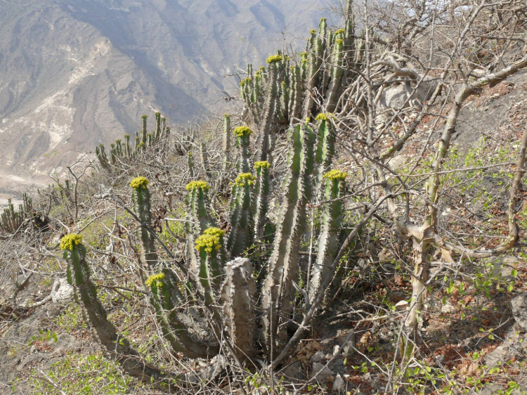 Euphorbia cactus on Jebel Qara (Salalah, Oman)
