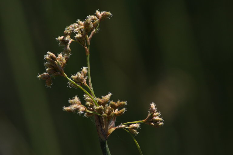 Schoenoplectus californicus Schoenoplectus californicus