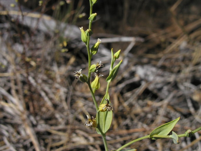 Streptanthus hesperidis Streptanthus hesperidis