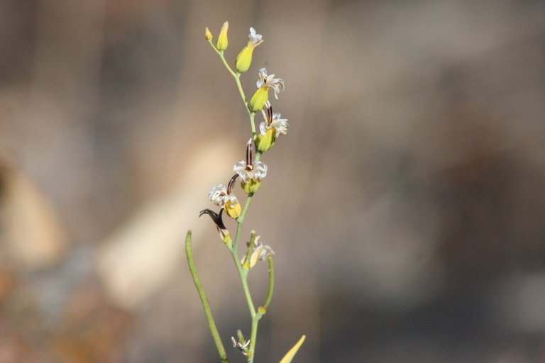 Streptanthus hesperidis Streptanthus hesperidis