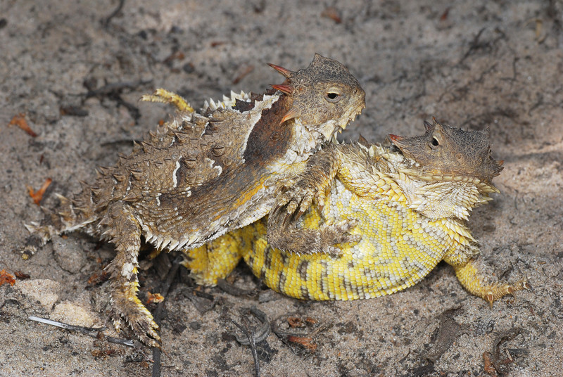 Phrynosoma blainvillii Phrynosoma blainvillii